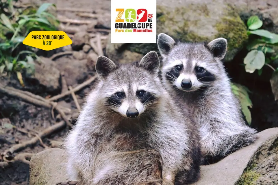 zoo de guadeloupe